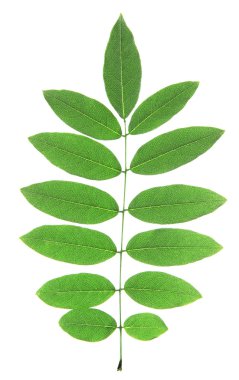 Akasya brunch izole beyaz zemin üzerine