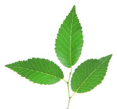 izole beyaz zemin üzerine yeşil brunch