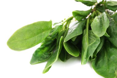 tutam taze kuzukulağı izole üzerinde beyaz portre