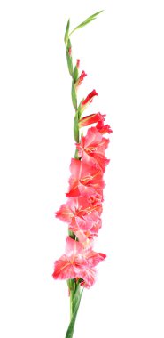 Glayöl beyaz portre izole