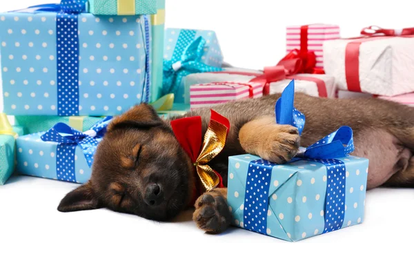 Cucciolo dormiente e scatole con regali isolati su bianco — Foto Stock