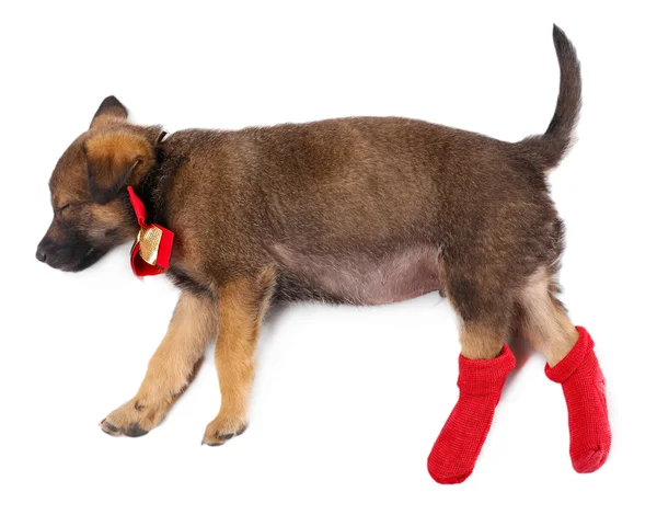 Cachorro durmiente en calcetines rojos aislados en blanco —  Fotos de Stock