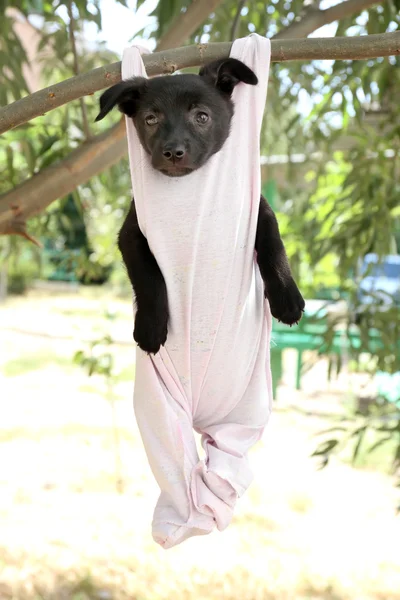 Puppy dressed in clothes for children and hung on the rope with clothes-pegs outdoor — Stock Photo, Image