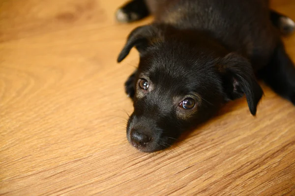 Kahverengi zemin katta üzerinde siyah köpek yavrusu — Stok fotoğraf