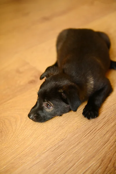 Anjing hitam di lantai dengan latar belakang coklat — Stok Foto