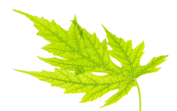 Green leaf on white background isolated — Stock Photo, Image