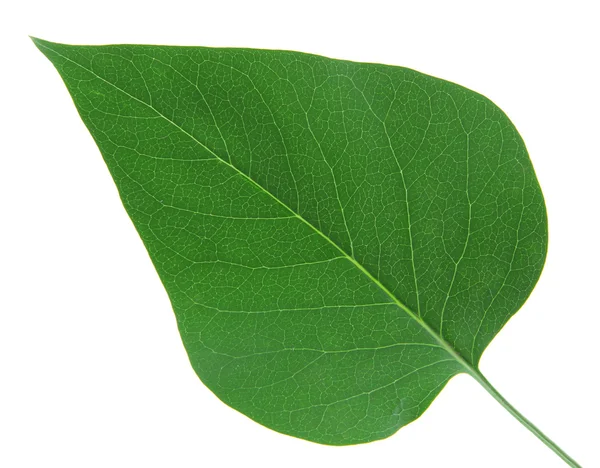 Hoja verde sobre fondo blanco aislado — Foto de Stock