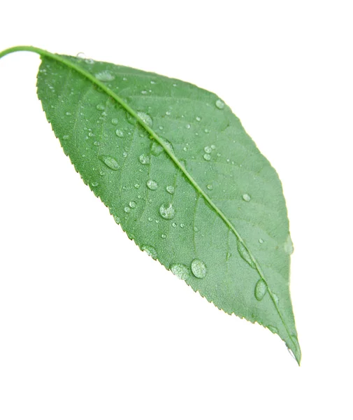 Cherry leaf on white background isolated — Stock Photo, Image