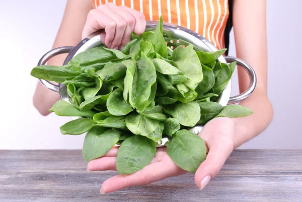 Woman holding tuft of sorrel in colander glass basin — Stock Photo, Image