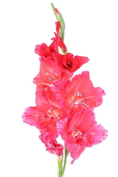 Gladiolus isolated on white closeup — Stock Photo, Image