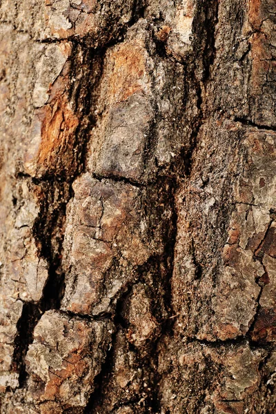 薪のクローズ アップ — ストック写真