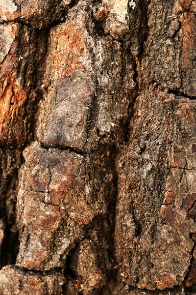 Yakacak odun portre — Stok fotoğraf