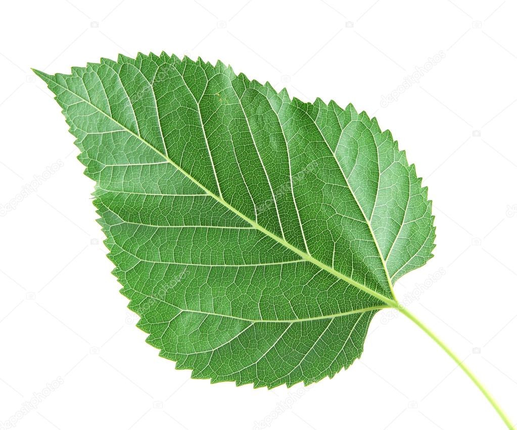 Mulberry leaf on white background isolated — Stock Photo © belchonock