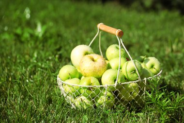Olgun elma sepeti çimenlerin üzerinde