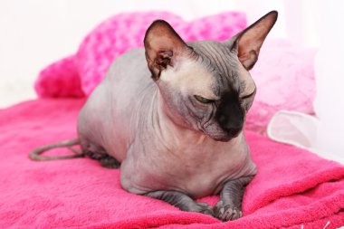 güzel gri Sfenks kedisi ekose odasında üzerinde rahatlatıcı