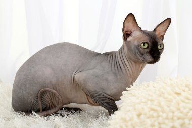Odada halı üzerinde güzel gri Sfenks kedisi
