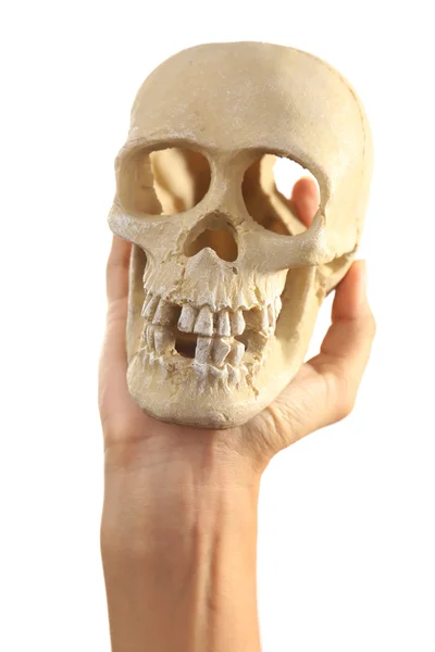 Människans kranium i hand isolerad på vit — Stockfoto