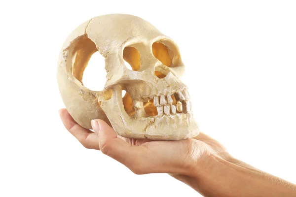 Människans kranium i hand isolerad på vit — Stockfoto