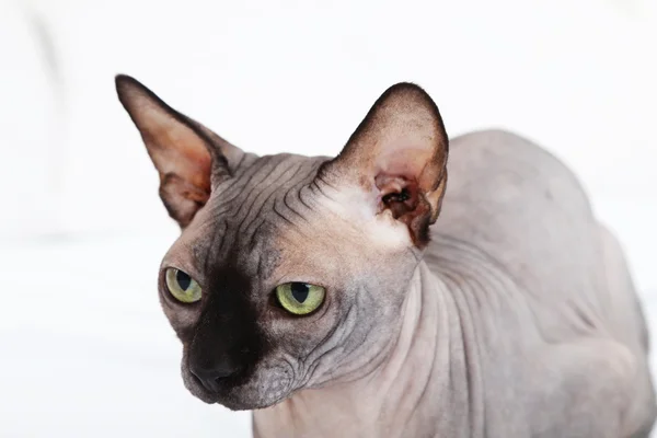 Hermoso gato esfinge gris en la cama —  Fotos de Stock