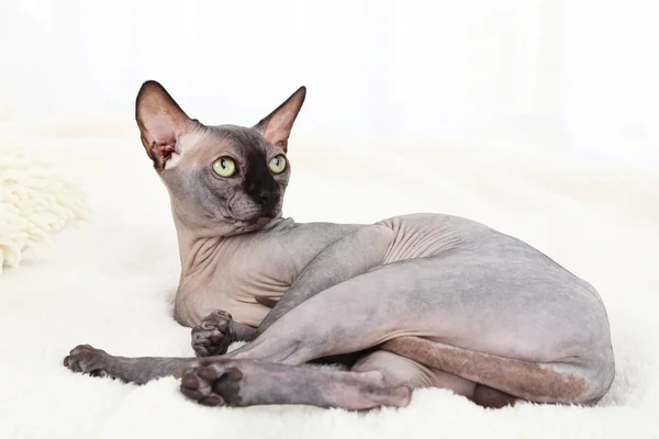 Vackra grå sphinx katt avkopplande på sängen — Stockfoto