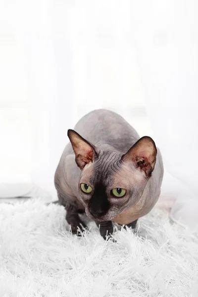 Mooie grijze sphinx kat op tapijt in kamer — Stockfoto