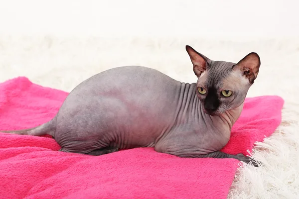 Beautiful gray sphinx cat relaxing on plaid in room — Stock Photo, Image