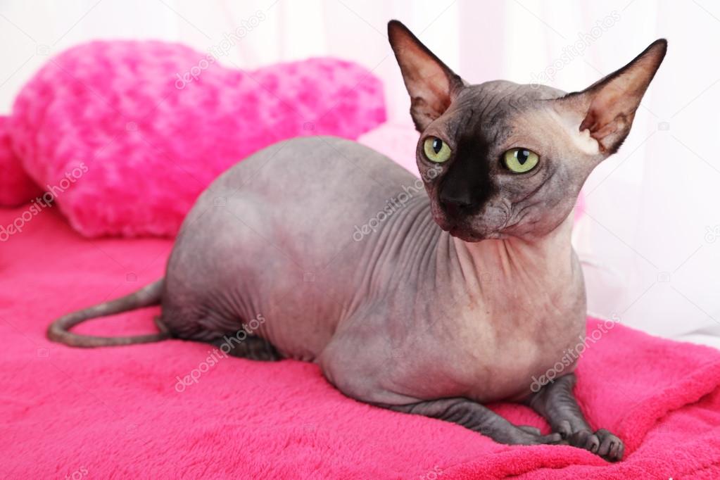 Beautiful gray sphinx cat relaxing on plaid in room