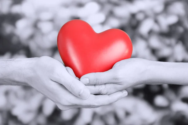 Corazón rojo en las manos sobre fondo gris — Foto de Stock