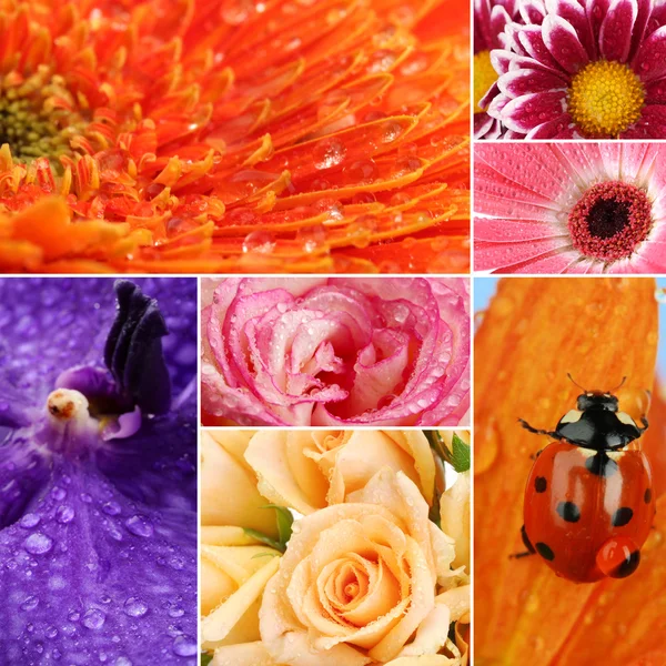 Collage de hermosas flores con gotas de agua —  Fotos de Stock