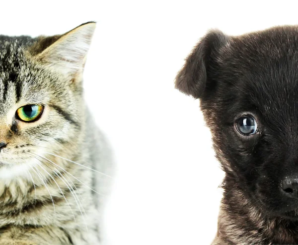Симпатичные лица кошки и собаки изолированы на белом — стоковое фото