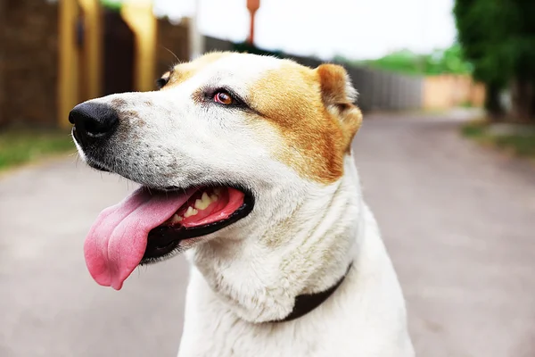 Cão alabai engraçado, ao ar livre — Fotografia de Stock