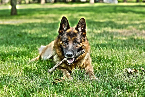 Lustiger süßer Hund im Freien — Stockfoto