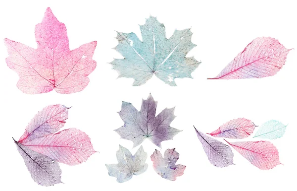 Transparent leaves isolated on white — Stock Photo, Image