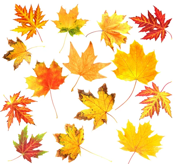 Autumn leaves collage isolated on white — Stock Photo, Image