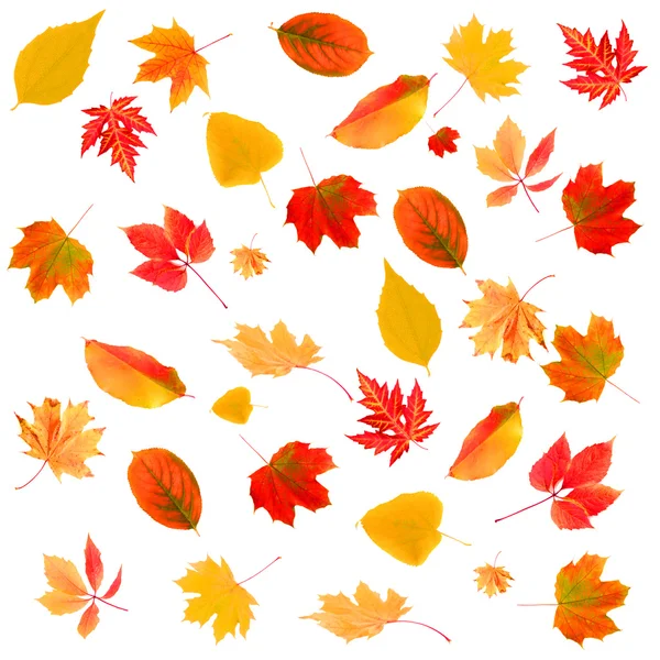 Podzimní listí koláž izolovaných na bílém — Stock fotografie