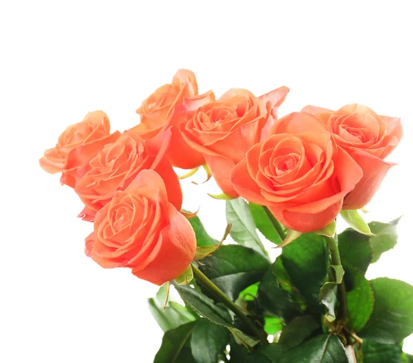 Bouquet of beautiful roses isolated on white — Stock Photo, Image