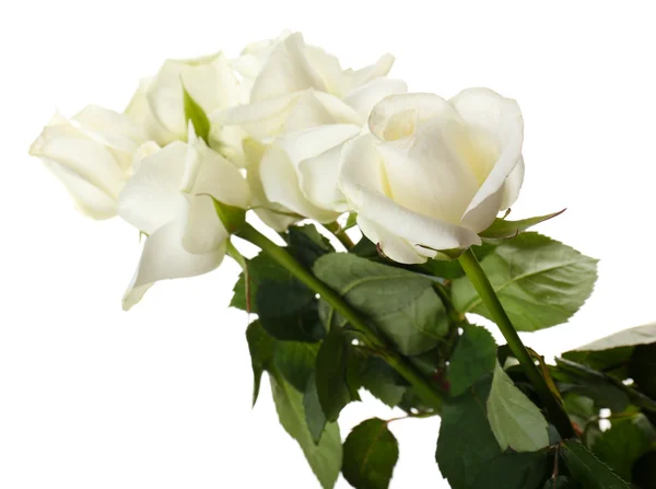 Ramo de hermosas rosas aisladas en blanco —  Fotos de Stock