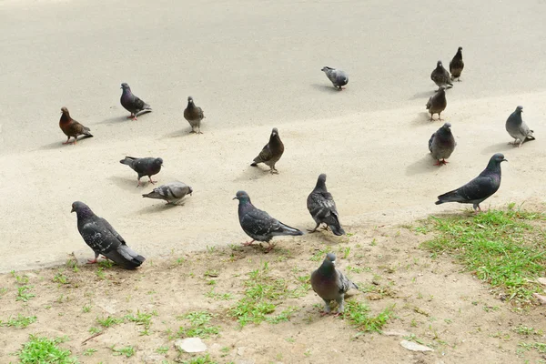 Pigeon flock on the street — Stock Photo, Image