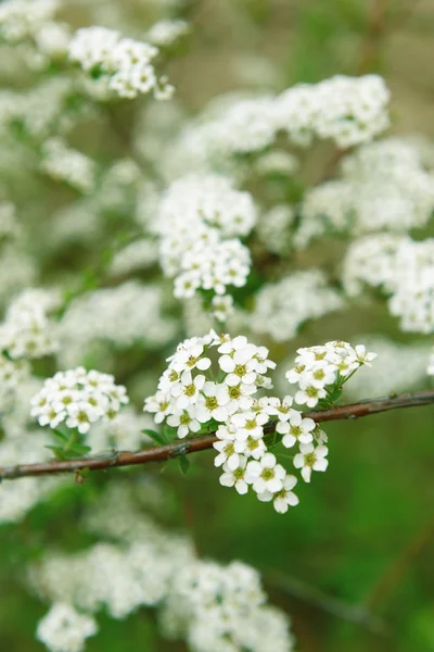 Schöne Blüte im Freien — Stockfoto