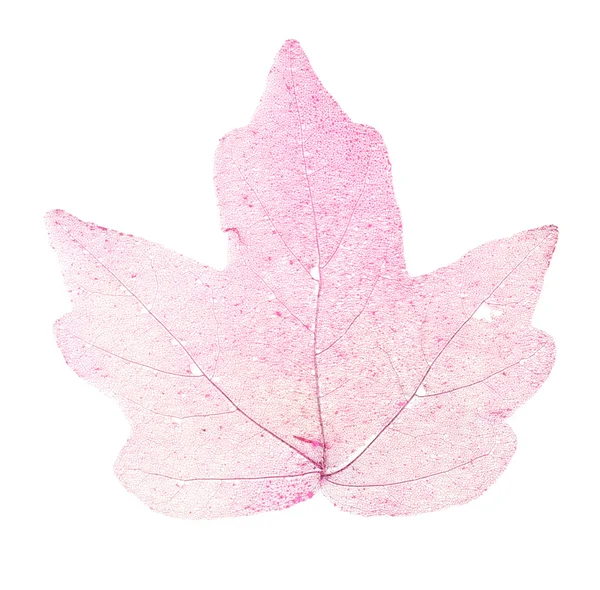 Dry maple leaf on white background isolated — Stock Photo, Image