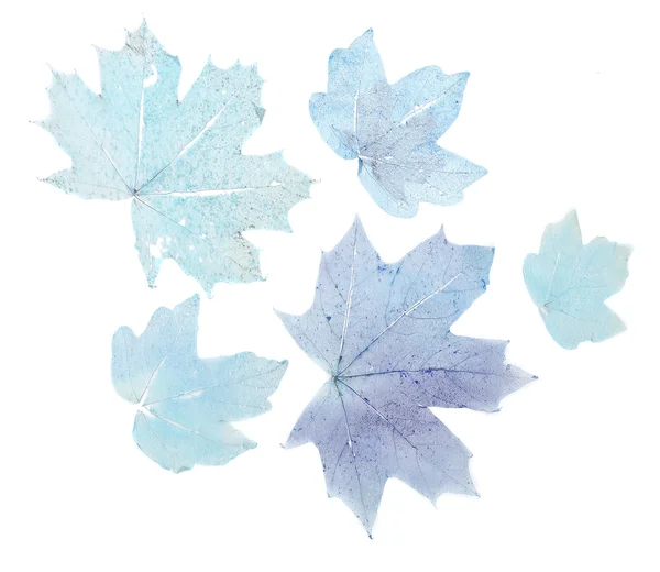 Feuilles d'érable sèches sur fond blanc isolées — Photo