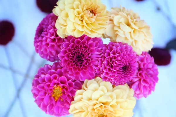 Dahlia flowers in vase on table background — Stock Photo, Image