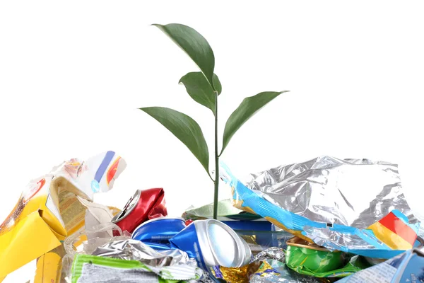 Planta verde crescendo entre latas — Fotografia de Stock