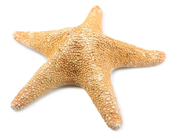 Starfish on white background — Stock Photo, Image