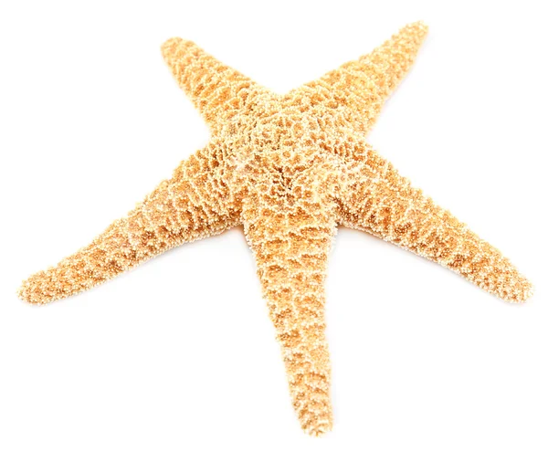Estrella de mar sobre fondo blanco —  Fotos de Stock