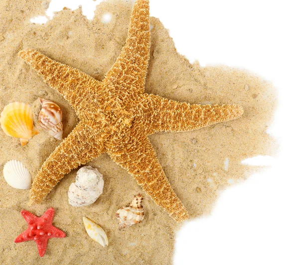 Verschillende schelpen op zand — Stockfoto