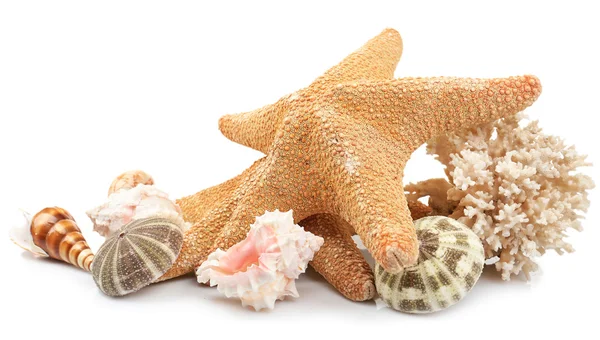 Different seashells on white — Stock Photo, Image