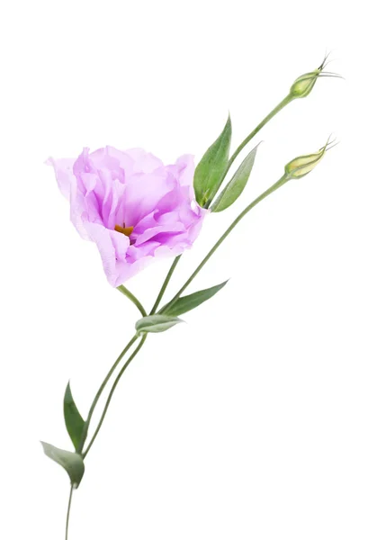 Paarse kunstmatige eustoma, geïsoleerd op wit — Stockfoto