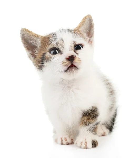 Leuk weinig katje, geïsoleerd op wit — Stockfoto