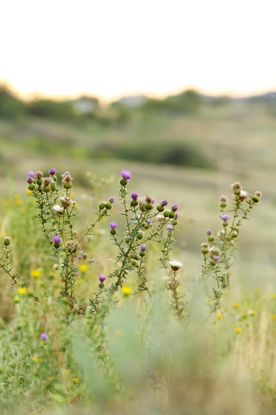 Hermosas flores en el campo — Foto de Stock